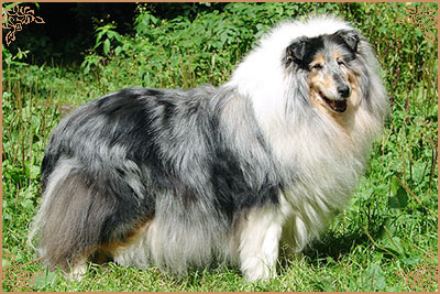 Golden Gates Revolution Dream