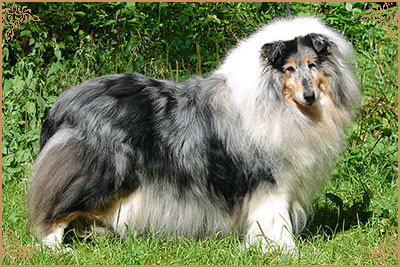 Golden Gates Revolution Dream