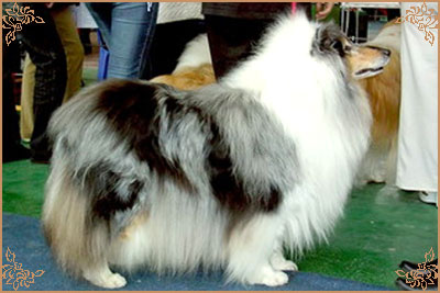 Golden Gates Revolution Dream