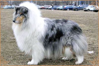 Golden Gates Revolution Dream