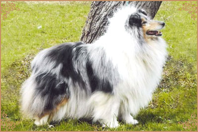 Golden Gates Revolution Dream