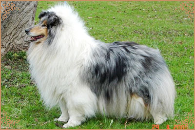 Golden Gates Revolution Dream