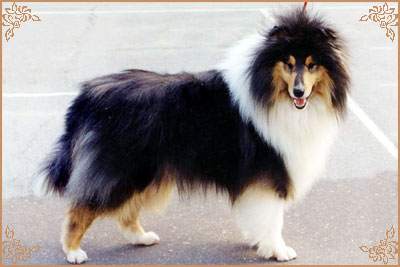 Golden Gates Vois Of Freedom