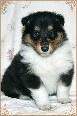 Golden Mist Cherokee Chief