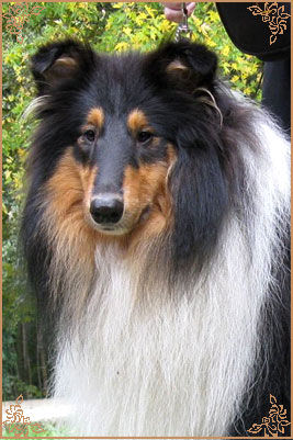 Golden Mist Cherokee Chief