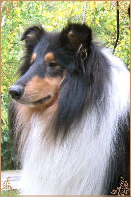 Golden Mist Cherokee Chief