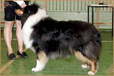 Golden Mist Cherokee Chief