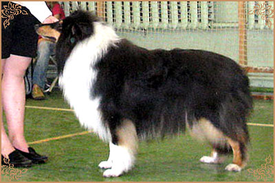 Golden Mist Cherokee Chief