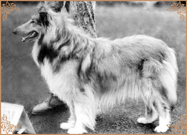 Good Girl ze Zlate Jalny