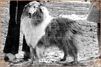 Hanka vom Salzaspring