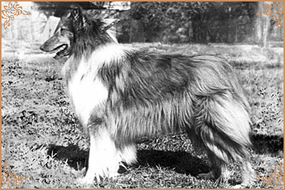 Hanka vom Salzaspring