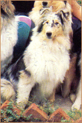 Happy Husar ze Zlate Jalny