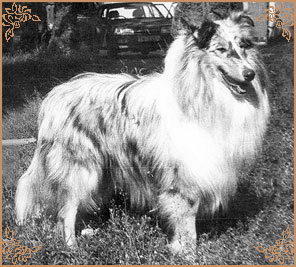 Happy Husar ze Zlate Jalny