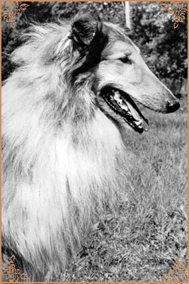 Harras vom Salzaspring