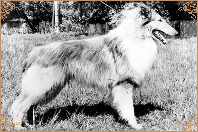 Harras vom Salzaspring