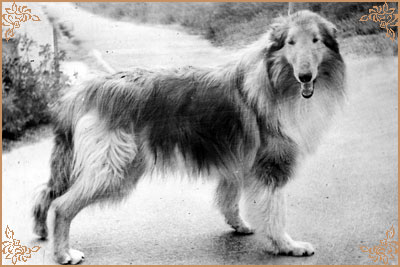 Harras vom Salzaspring