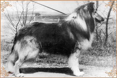 Hasso vom Salzaspring