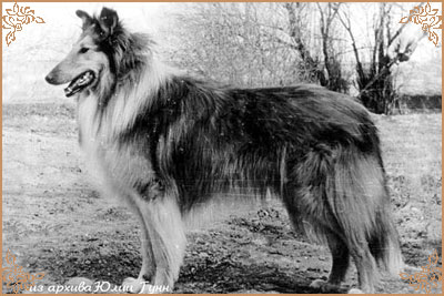 Hasso vom Salzaspring