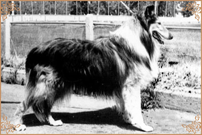 Hasso vom Salzaspring