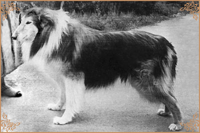 Hasso vom Salzaspring