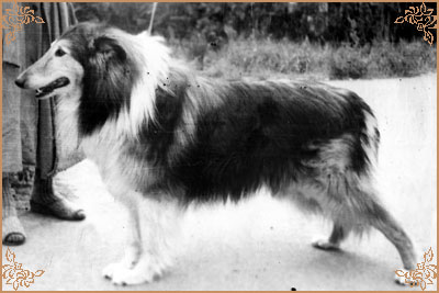 Hasso vom Salzaspring