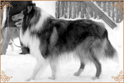 Henk vom Salzaspring