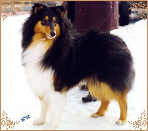 Holiday Black Kevin Junior