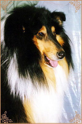 Holiday Black Kevin Junior