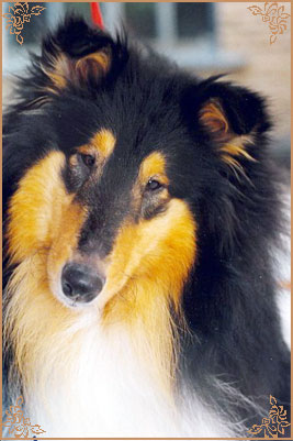 Holiday Black Kevin Junior