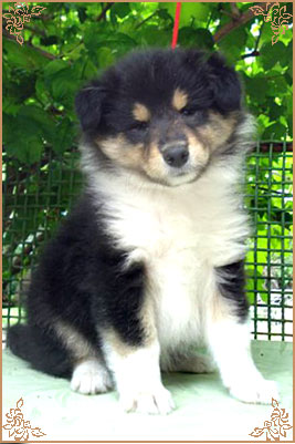 Honeymoon Of Sheryde for Irlain Sixth Sense