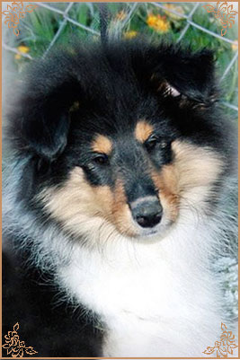 Honeymoon Of Sheryde for Irlain Sixth Sense