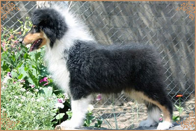 Honeymoon Of Sheryde for Irlain Sixth Sense