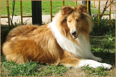 In Search Of The Light of Deslin