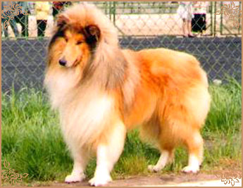 Ingledene Love Thoughts