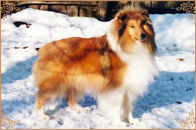 Ingledene Love Thoughts