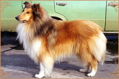 Ingledene Love Thoughts