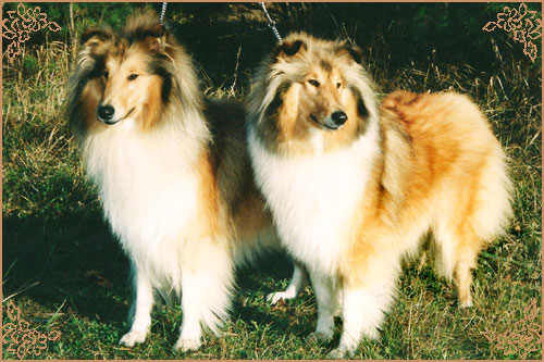 Ingledene Love Thoughts