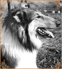 Ivo vom Zwilling`s Paradies