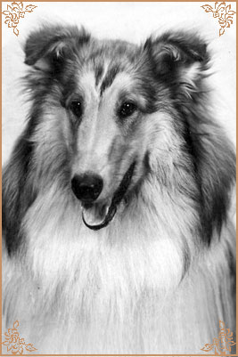 Ivo vom Zwilling`s Paradies