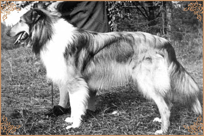 Ivo vom Zwilling`s Paradies