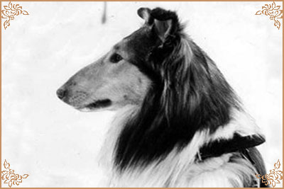 Ivo vom Zwilling`s Paradies