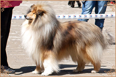 Jake of Lowlands Green Valley