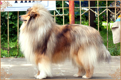 Jake of Lowlands Green Valley