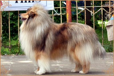 Jake of Lowlands Green Valley