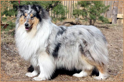 Jashika Blue Crystal