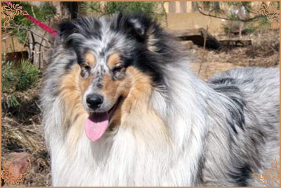 Jashika Blue Crystal