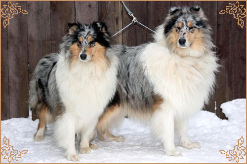 Jashika Puff Of Smoke