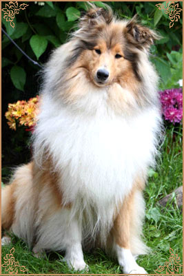 Jashika Musical Magic