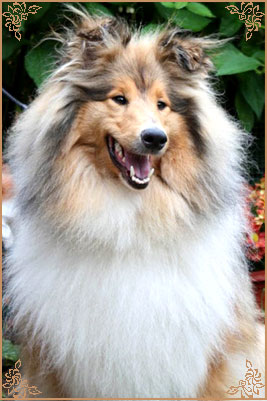 Jashika Musical Magic