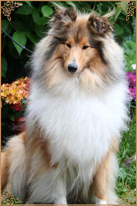 Jashika Musical Magic